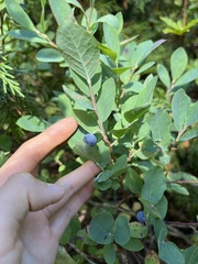 Vaccinium cespitosum