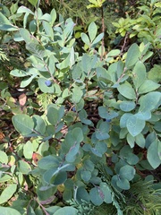 Vaccinium cespitosum