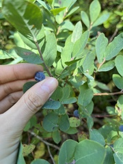 Vaccinium cespitosum