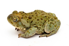 Incilius alvarius
