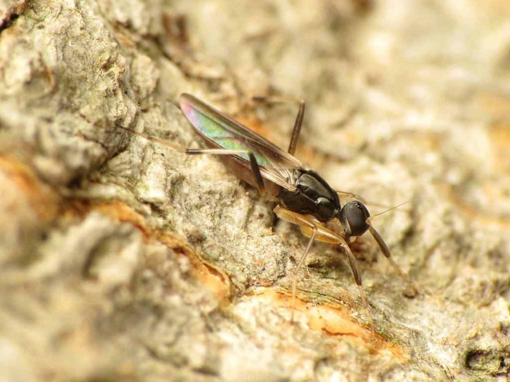 Tachypeza fenestrata