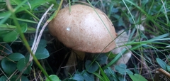 Suillus granulatus