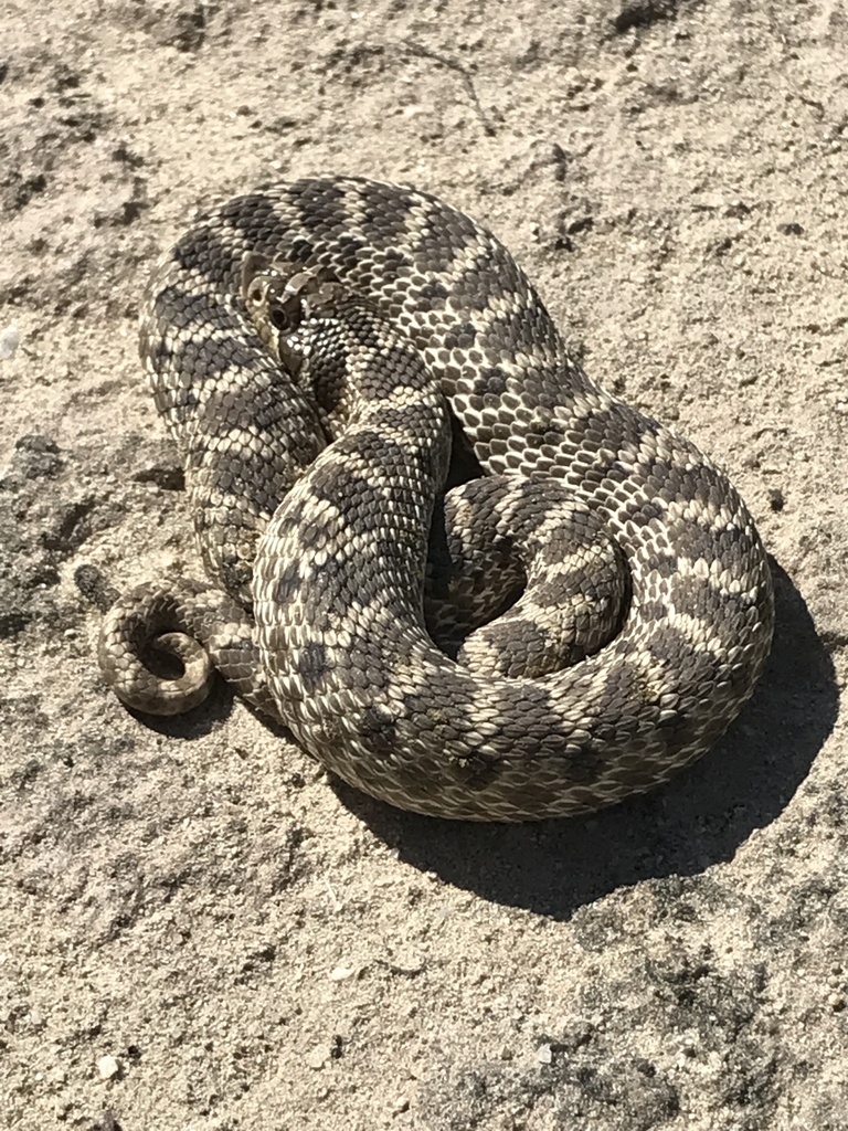 Mexican Hognose Snake in August 2022 by Matthew Lachiusa · iNaturalist