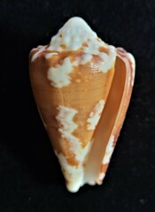 Conus regius