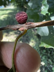 Kokkocynips imbricariae