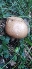 Suillus granulatus