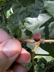 Kokkocynips imbricariae