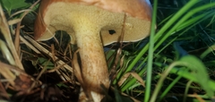 Suillus granulatus