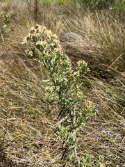 Erigeron sumatrensis