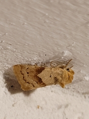 Cosmia trapezina