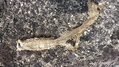 Elaphe quatuorlineata