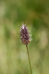 Phleum alpinum