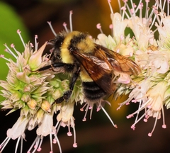 Bombus affinis