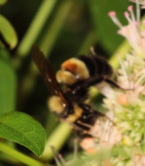 Bombus affinis