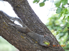 Sciurus arizonensis