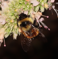 Bombus affinis