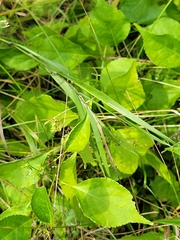 Celastrus scandens