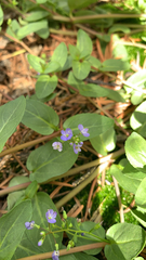 Veronica americana