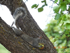 Sciurus arizonensis