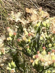 Erigeron sumatrensis