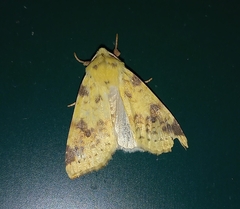 Xanthia icteritia