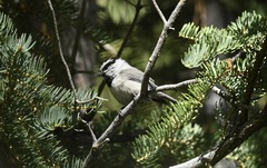 Poecile gambeli