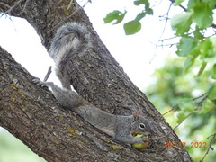 Sciurus arizonensis