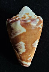 Conus regius