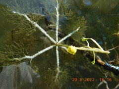 Utricularia radiata