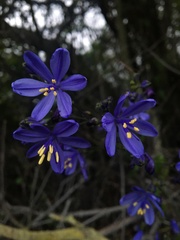 Pasithea caerulea