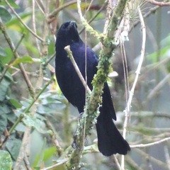 Molothrus bonariensis