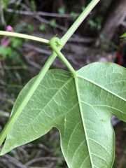 Passiflora herbertiana herbertiana