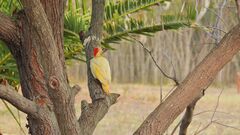 Colaptes melanochloros