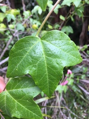 Passiflora herbertiana herbertiana