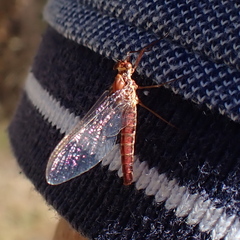 Pterygota
