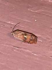 Cydia latiferreana