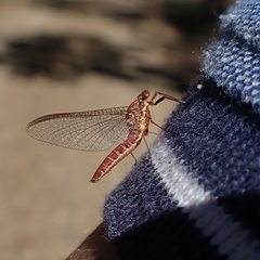 Pterygota