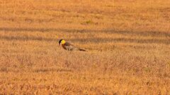 Colaptes campestris campestroides
