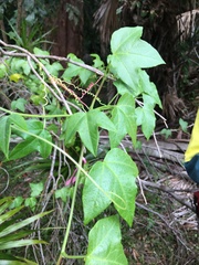 Passiflora herbertiana herbertiana
