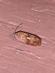 Cydia latiferreana