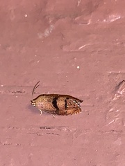 Cydia latiferreana
