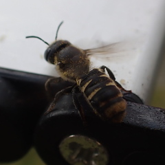 Megachile ferox