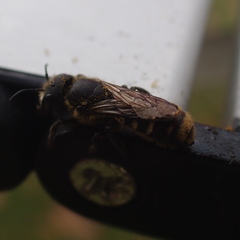 Megachile ferox
