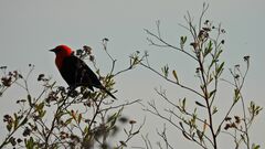 Amblyramphus holosericeus