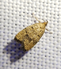 Psilocorsis quercicella