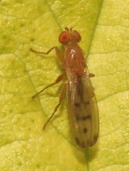 Opomyza