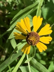 Helenium flexuosum