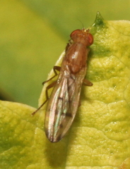 Opomyza