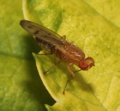 Opomyza