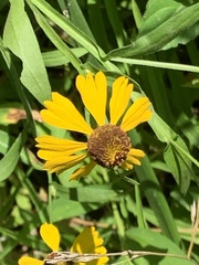 Helenium flexuosum